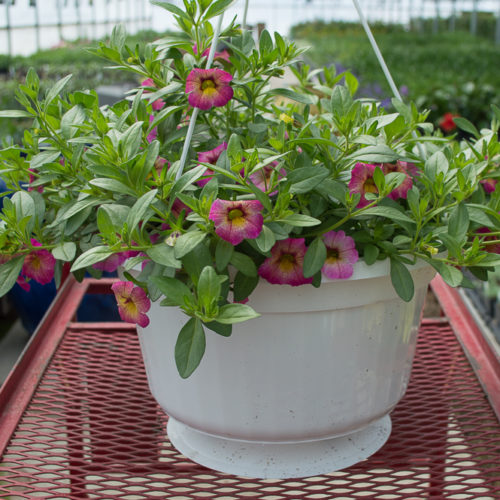 Calibrachoa – Chameleon Sunshine Berry | Medary Acres