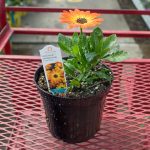 Cape Daisy – Margarita Orange Flare