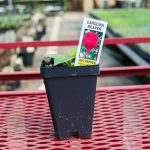 Pepper – Carolina Reaper