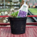 Petunia – Supertunia Violet Star Charm