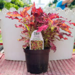 Coleus – Colorblaze Apple Brandy