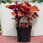 Coleus – Colorblaze Keystone Kopper