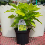 Coleus – Colorblaze Lime Time