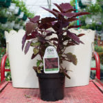 Coleus – Colorblaze Marooned