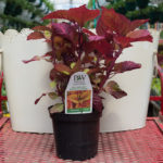 Coleus – Colorblaze Royal Glissade