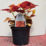 Coleus – Colorblaze Sedona