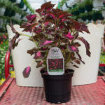 Coleus – Colorblaze Velveteen