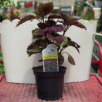 Coleus – Florida Sun Jade