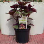 Coleus – Florida Sun Rose