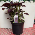 Coleus – Main Street Abbey Road