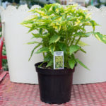 Coleus – Main Street Dutch Mill Drive