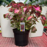 Coleus – Main Street Fifth Avenue