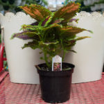 Coleus – Main Street Granville Street