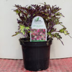 Coleus – Merlins Magic