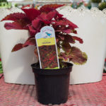 Coleus – Oxblood