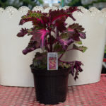 Coleus – Peters Wonder