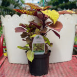 Coleus – Pineapple