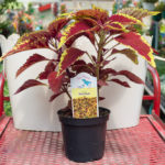 Coleus – Red Coat