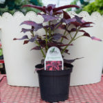 Coleus – Religious Radish