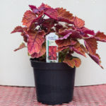 Coleus – Wall Street